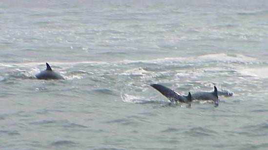 Dolphins put on a show for the Discovery Channel