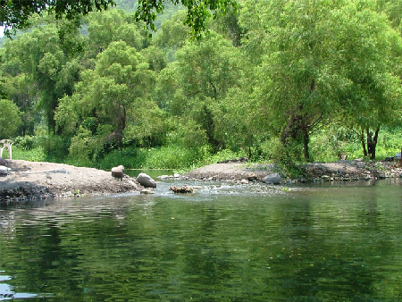 Los Amiales: "The Old Swimmin' Hole"