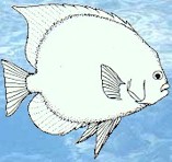 Angelfish general shape