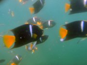 Up-close-and-personal with King Angels