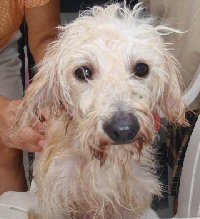 Mistreated poodle