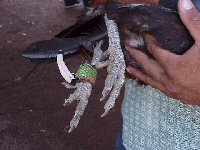 Steel blades used in cockfights