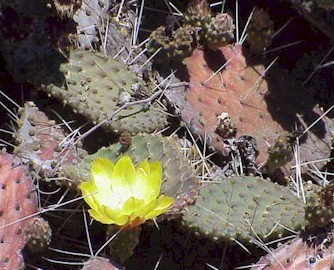 Spring cactus blooms