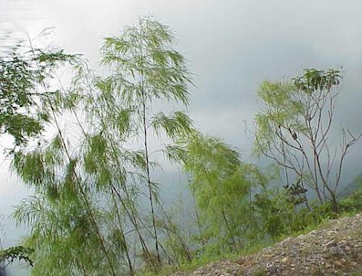 Bamboo grows along the slopes