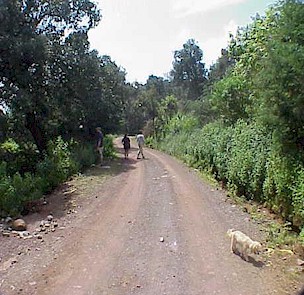 Hiking down a logging trail