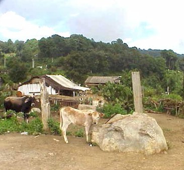 Cattle wander freely