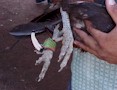 Blade attached