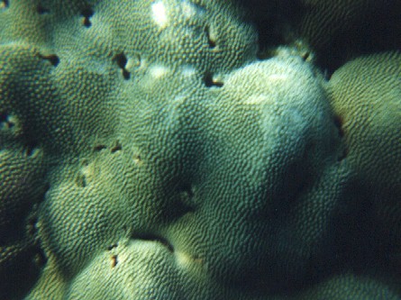 Coral creatures are noisy and fun to watch!