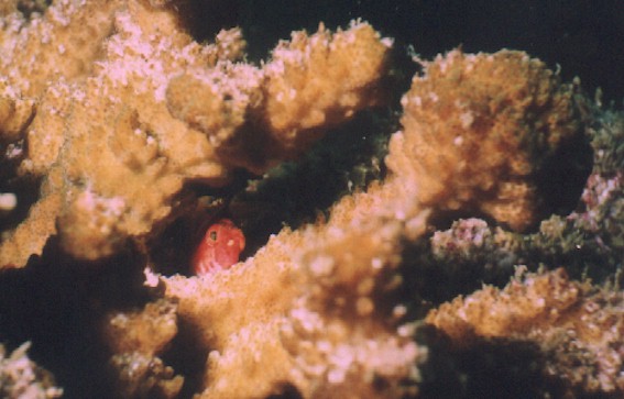 Hawkfish hiding in a coralhead.