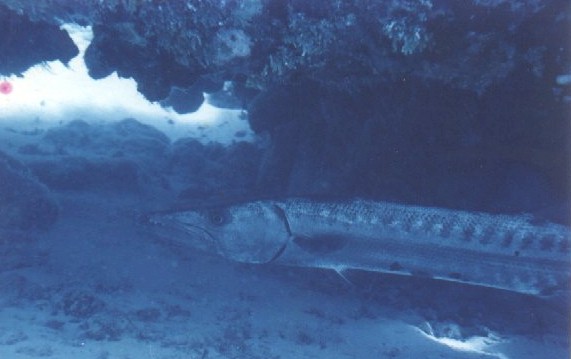 He looks scarier than he is!