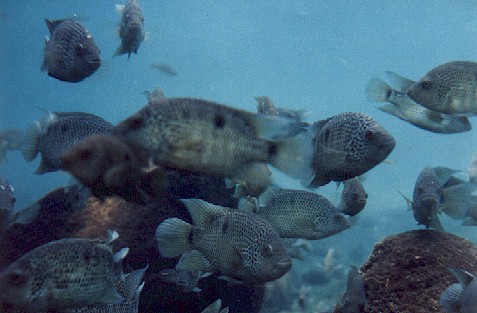 Too many fishes to count!