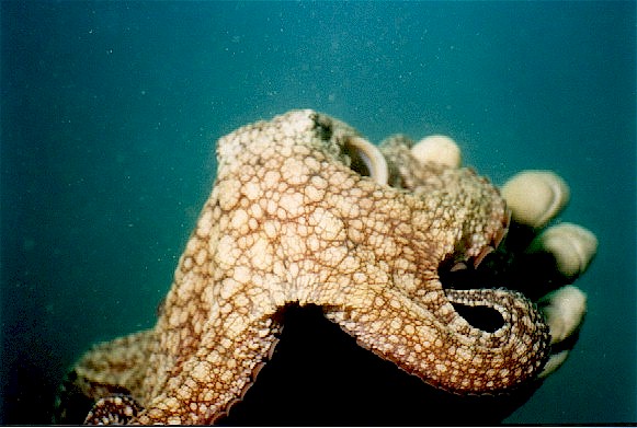 Hold an octopus in your hand!