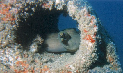 I really don't want to bite you...honest!