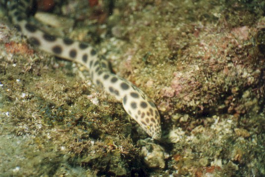 Harmless and entertaining!