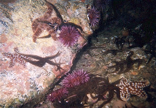 Stars of many varieties.