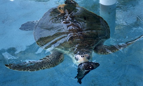 Captive turtle at the Cuyutlan turtle sanctuary