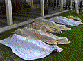 Bodies of Costa Real victims (photo does not enlarge)