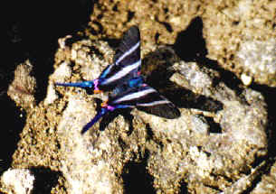 butterfly8.jpg (37118 bytes)