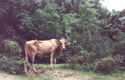 A local bull