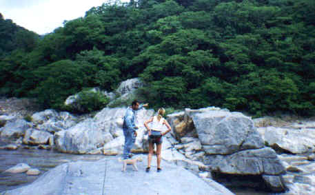 See that tree over there?