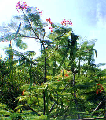 Royal Poinciana along the trail