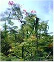 Royal Poinciana, with its seed pods