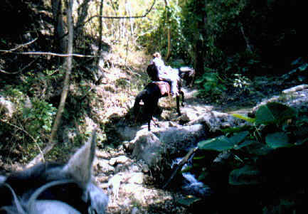 Following the creek back from the river