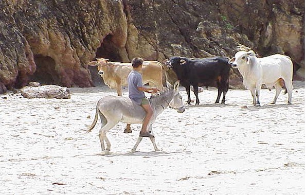 Cows seem to find us people very a-moo-sing