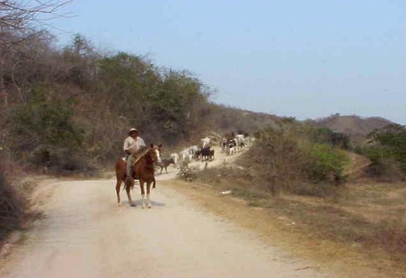 A moooving experience