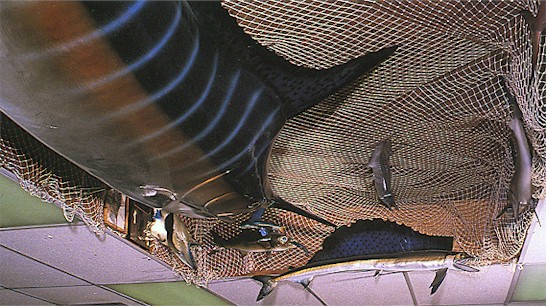 Well, that's one place to put em.