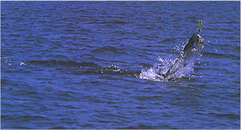 One tough little fighter!