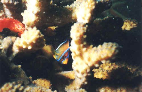 Red Hawkfish and juvenile King Angel in coral in Manzanillo