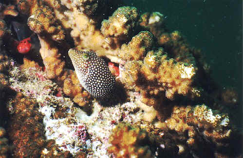 Spotted Sharpnose Puffer and Red Hawkfish in coral