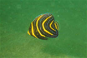 Juvenile Cortez Angel in Manzanillo