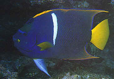 Adult King Angelfish