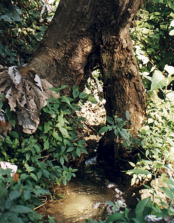 Like taking a walk through Jurassic Park