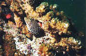 Spotted Sharpnose Puffer and Red Hawkfish