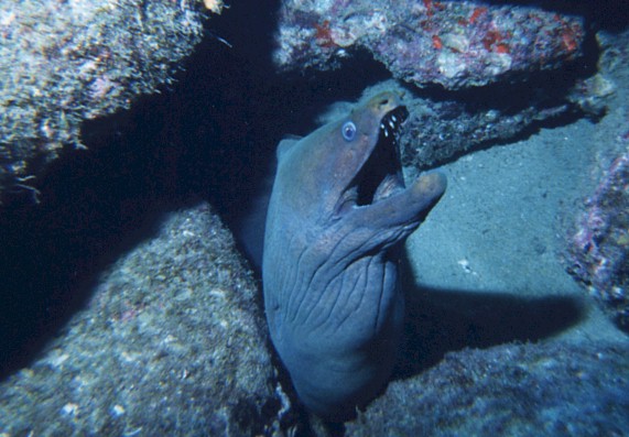 Though vicious looking, the Green Moray is very gentle