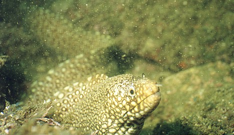The very common Jewel Moray