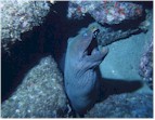 Green Moray at Elephant Rock, Manzanillo