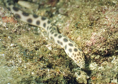 Very shy and docile spotted snake eel