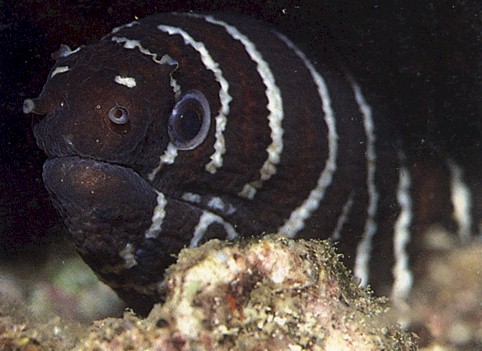 Plentiful, but extremely shy Zebra Moray