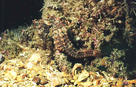 A common sight on the shipwreck