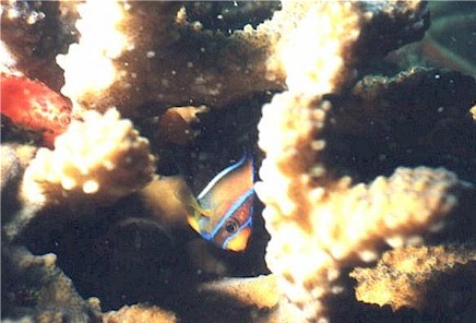 Shy and hard to photograph