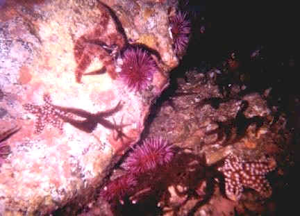 On a night dive, your underwater light brings out the colors