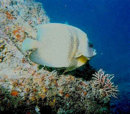 Found only in the Pacific