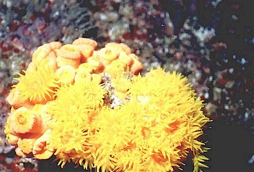 Comes in bright yellow or orange