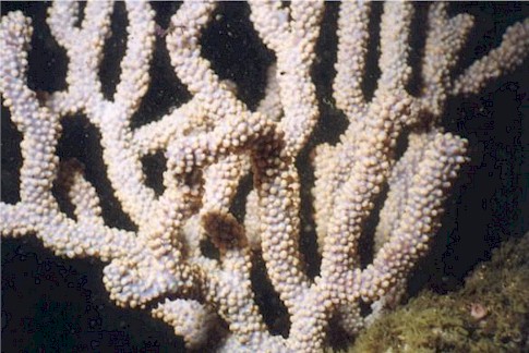 Robust Gorgonians can attain a height of 3 ft.