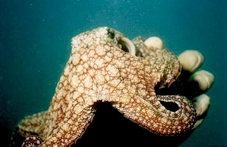 Lend a hand (or hands)...