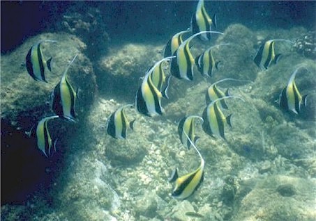 One of Mother Ocean's most beautiful creatures